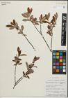 Foto von Salix pedicellaris Pursh